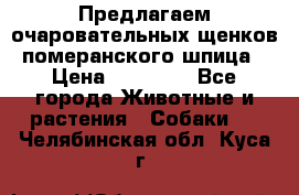 Предлагаем очаровательных щенков померанского шпица › Цена ­ 15 000 - Все города Животные и растения » Собаки   . Челябинская обл.,Куса г.